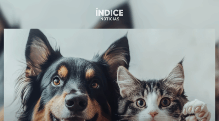 Proponen eliminar IVA en alimentos y medicinas para mascotas