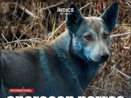 Impactante: aparecen perros de color azul en Chernóbil por posible contaminación química