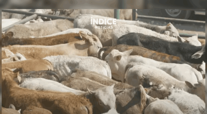 Urge reanudar importaciones de reses mexicanas en Texas