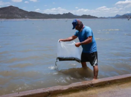 IMPULSAN LA ECONOMÍA PESQUERA CON SIEMBRA DE TILAPIA EN SONORA