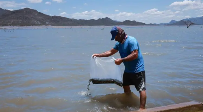 IMPULSAN LA ECONOMÍA PESQUERA CON SIEMBRA DE TILAPIA EN SONORA