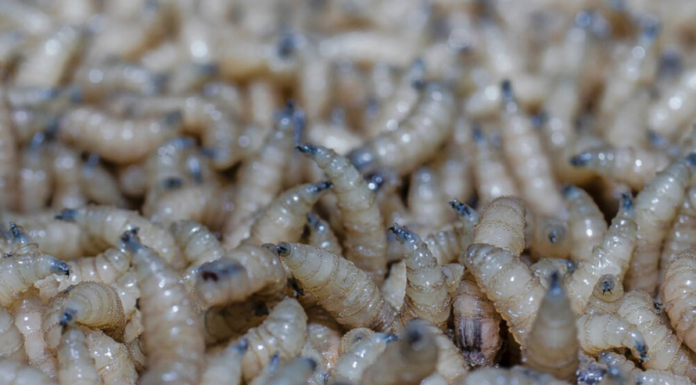 SHEINBAUM ANUNCIA INAUGURACIÓN DE PLANTA DE MOSCA PARA COMBATIR GUSANO BARRENADOR